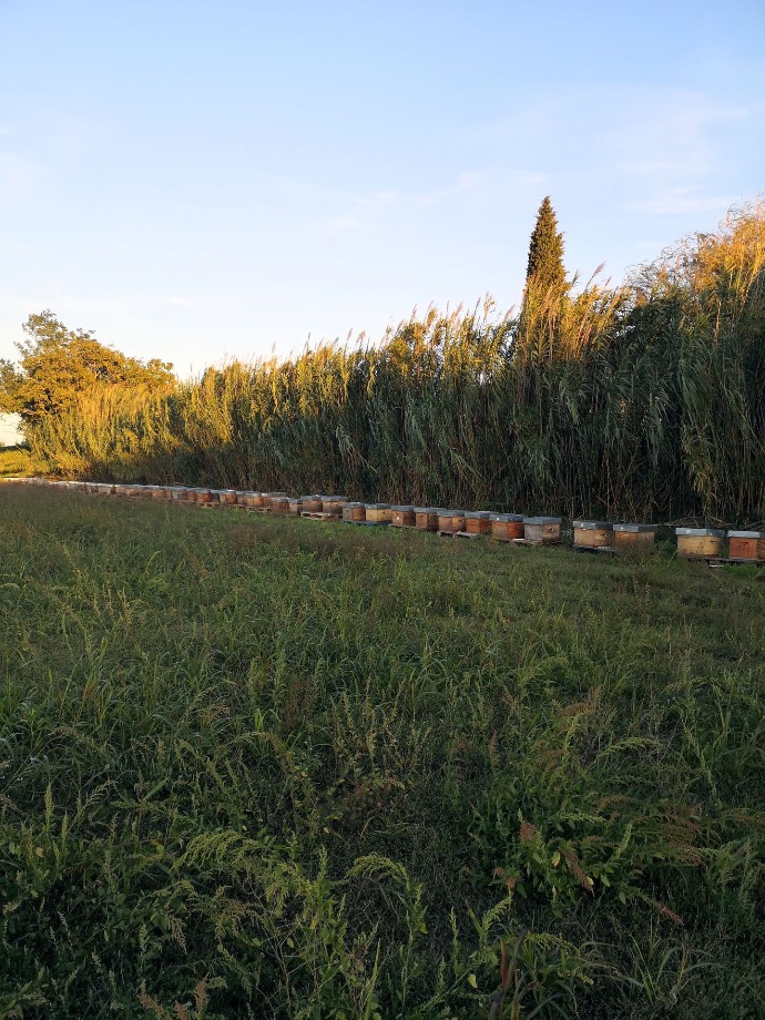 mon rucher sponsorisé par Guerlain rucher vaucluse