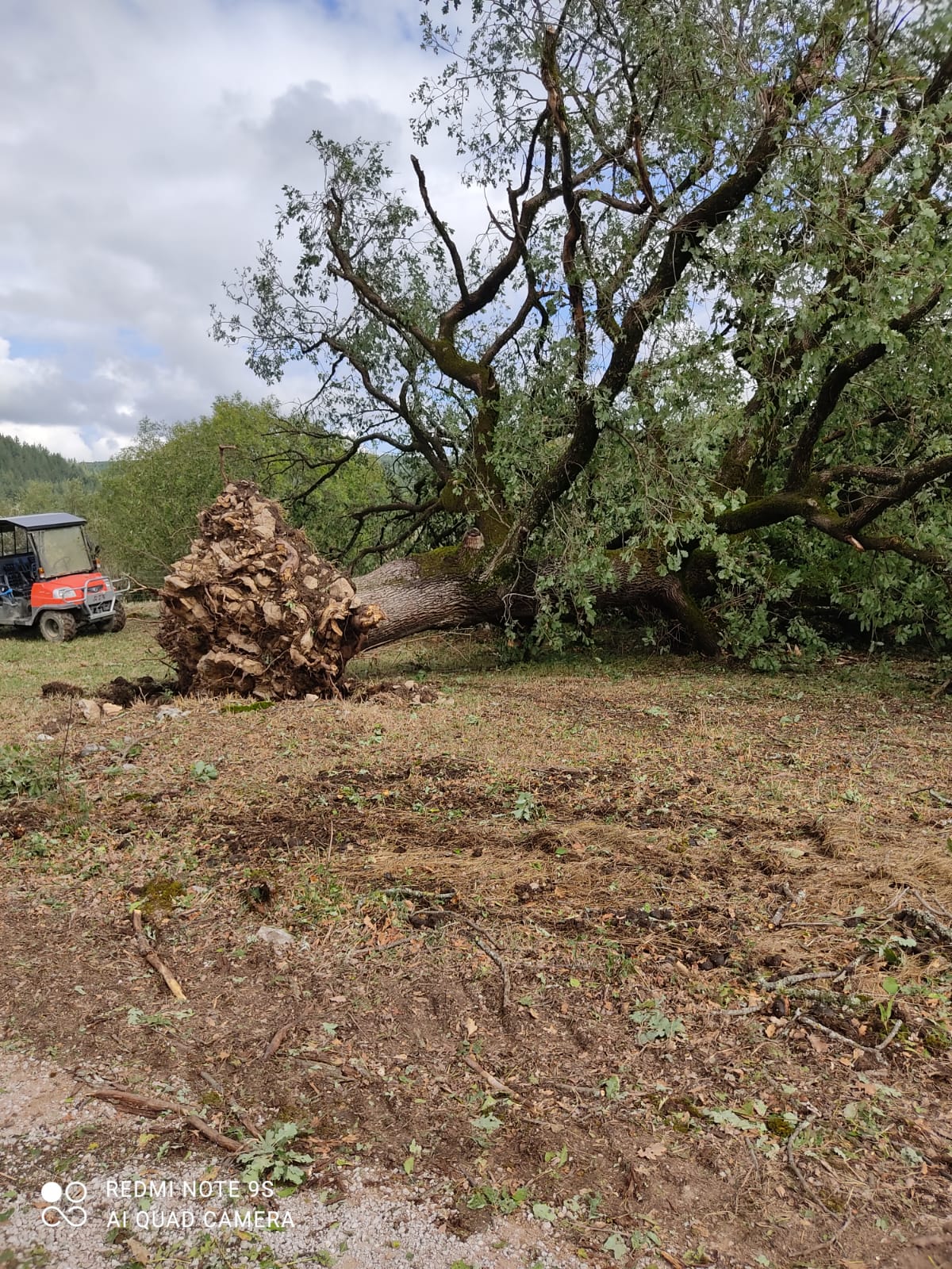 Tempete-arbre-deracine