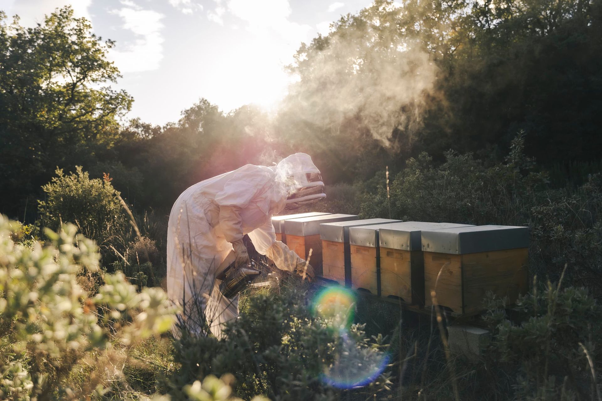 Oriane martin apicultrice vaucluse