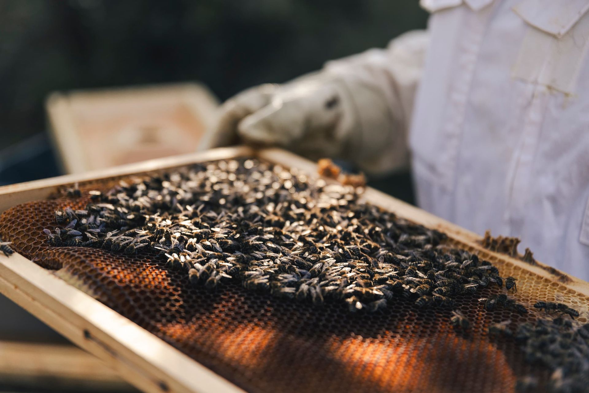 Abeilles ruche apicultrice - vaucluse